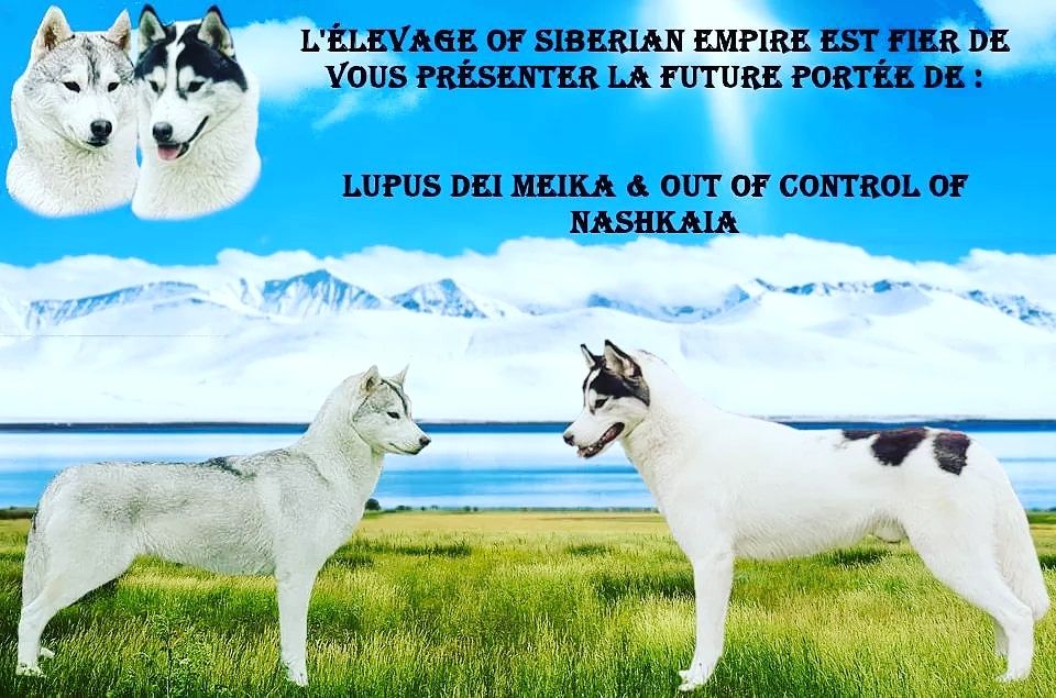Of Siberian Empire - Portée Meika & Skan 