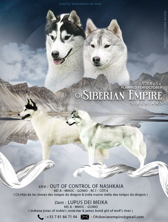 Of Siberian Empire - Siberian Husky - Portée née le 30/10/2021