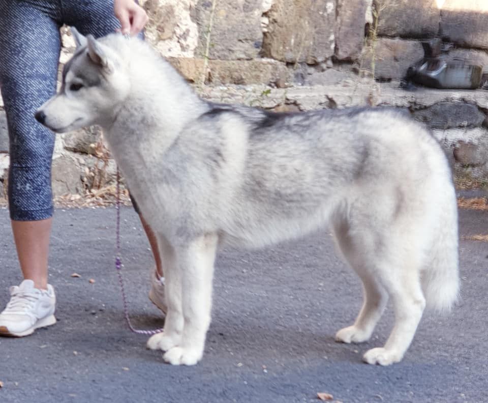 Les chiots nés chez nous !